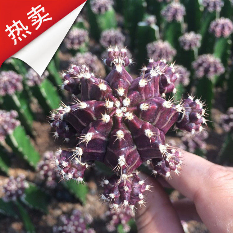角接仙人球 群生角接紫牡丹 角接红彩带 易开花稀有品种 带三角柱