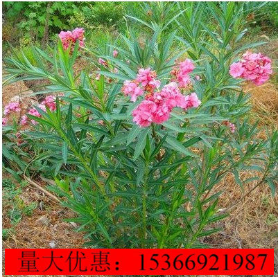 夹竹桃树苗盆栽绿化苗木庭院盆栽夹竹桃绿植地栽柳叶桃夹竹桃绿篱