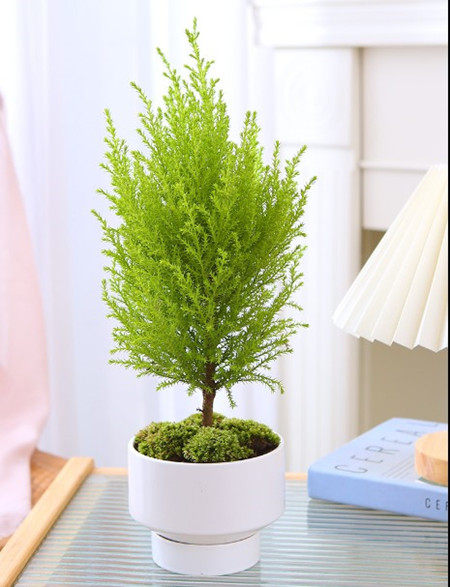 香松盆栽圣诞树常绿绿植金冠柏观叶植物耐寒耐阴小盆景网红绿植