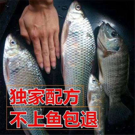 广东土鲮鱼饵料野钓水库野河水库广西麦鲮泰鲮鱼食专攻凌鱼打窝料