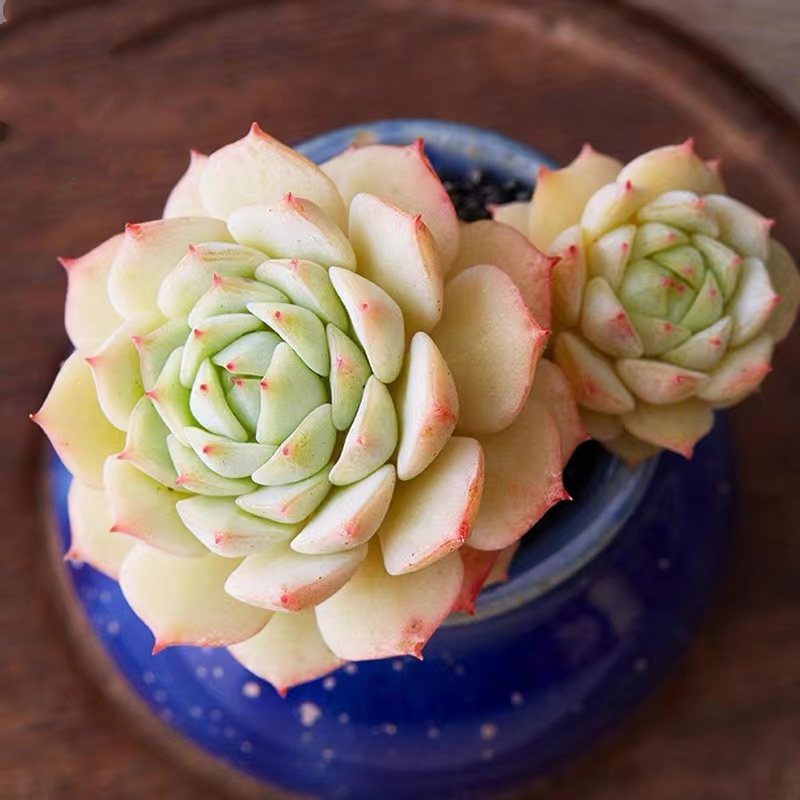 静夜多肉老桩群生多头一物一拍超大包邮多头盆栽含盆带土绿植花卉