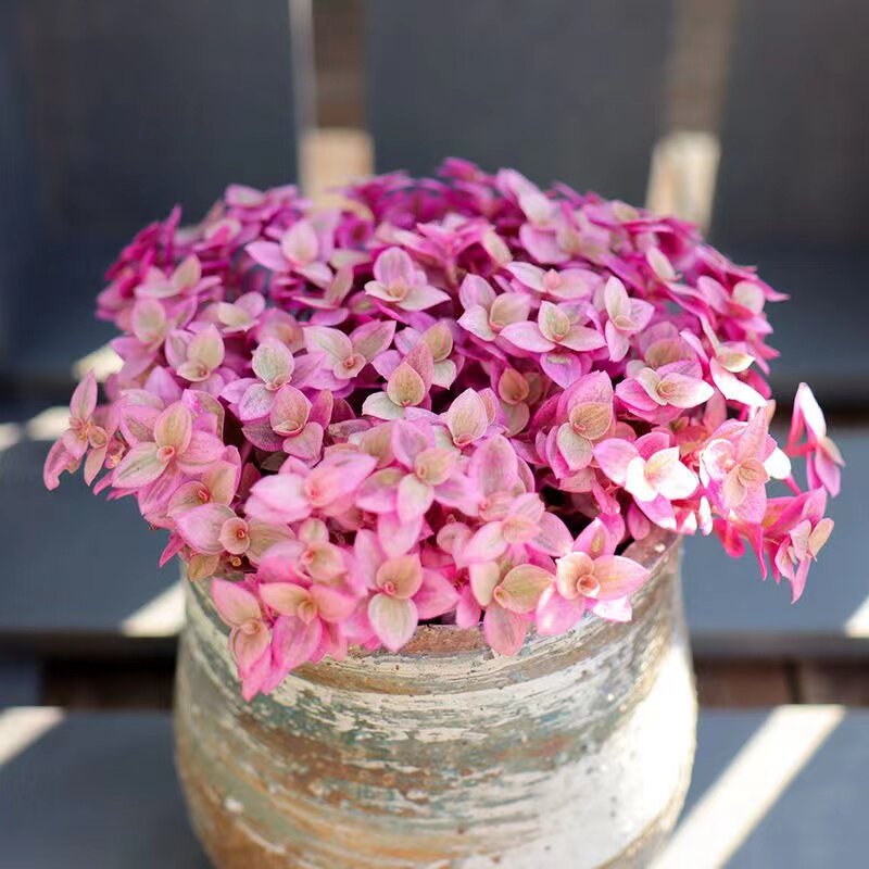 多肉胭脂云盆栽老桩群生大盆一物一拍包邮多头组合盆栽含盆防辐射