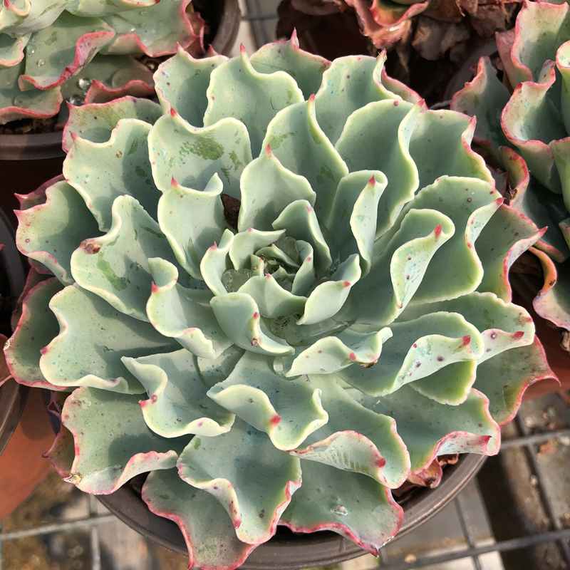 海啸多肉植物老桩超大群生包邮一物一拍皱叶玉蝶多头组合盆栽含盆