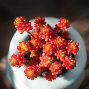 彩色浆果多肉老桩群生一物一拍红色浆果包邮多组合盆栽室内防辐射