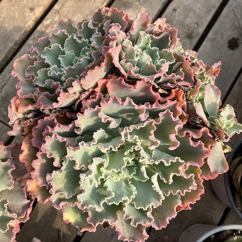 蓝狐多肉老桩群生高砂之翁包菜系