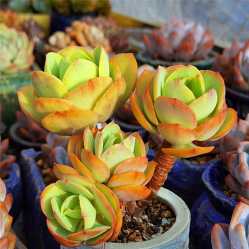 碧桃多肉老桩超大一物一拍群生缀化悬崖骑兵包邮阳台盆栽花防辐射