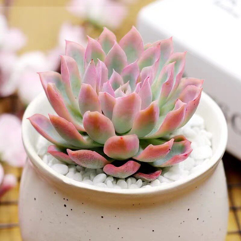 紫罗兰女王多肉老桩一物一拍包邮阳台盆栽含室内防辐射吸甲醛带土