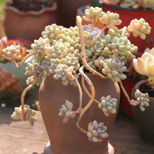 丸叶姬秋丽多肉老桩带盆悬崖桩大