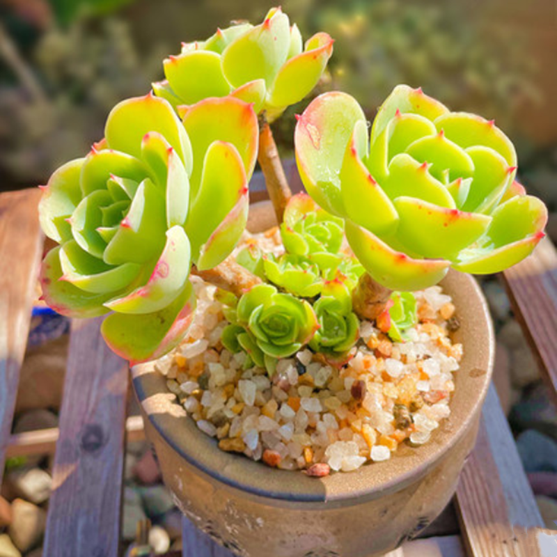 柠檬玫瑰多肉老桩一物一拍包邮法师缀化手捧花荷兰玫瑰群生紫羊绒