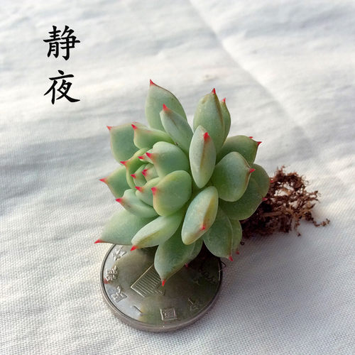 静夜多肉植物群生多头含盆带土