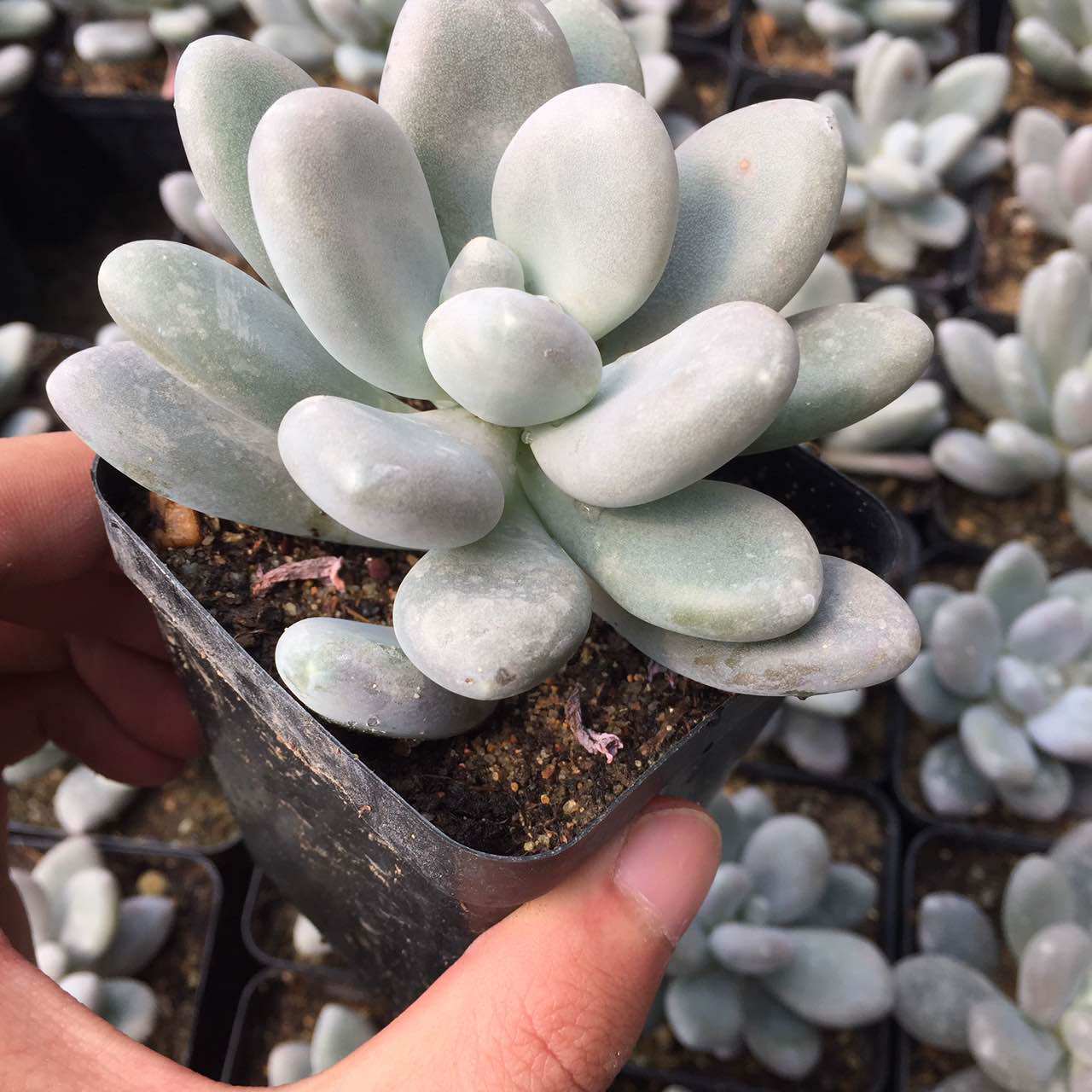 白美人多肉植物老桩群生组合盆栽含盆绿植办公室内防辐射清仓包邮