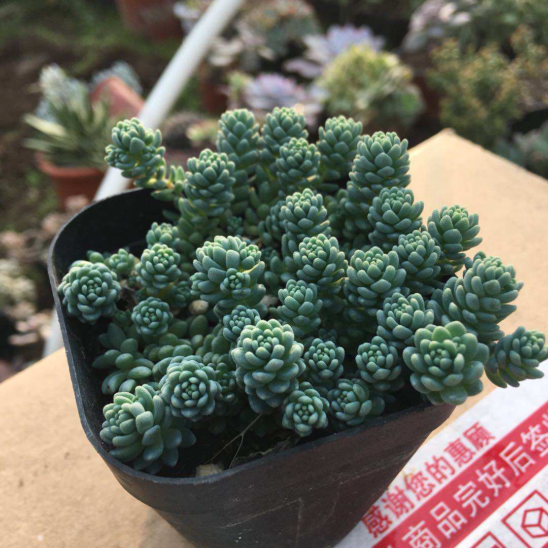 姬星美人多肉旋叶姬星多肉老桩包邮一物一拍群生多头组合盆栽带盆