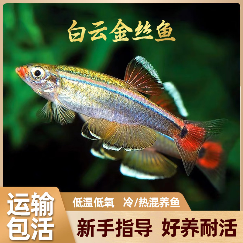 白云金丝鱼冷水观赏鱼不加温不打氧好养耐活淡水自来水原生小鱼