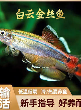 白云金丝鱼冷水观赏鱼不加温不打氧好养耐活淡水自来水原生小鱼