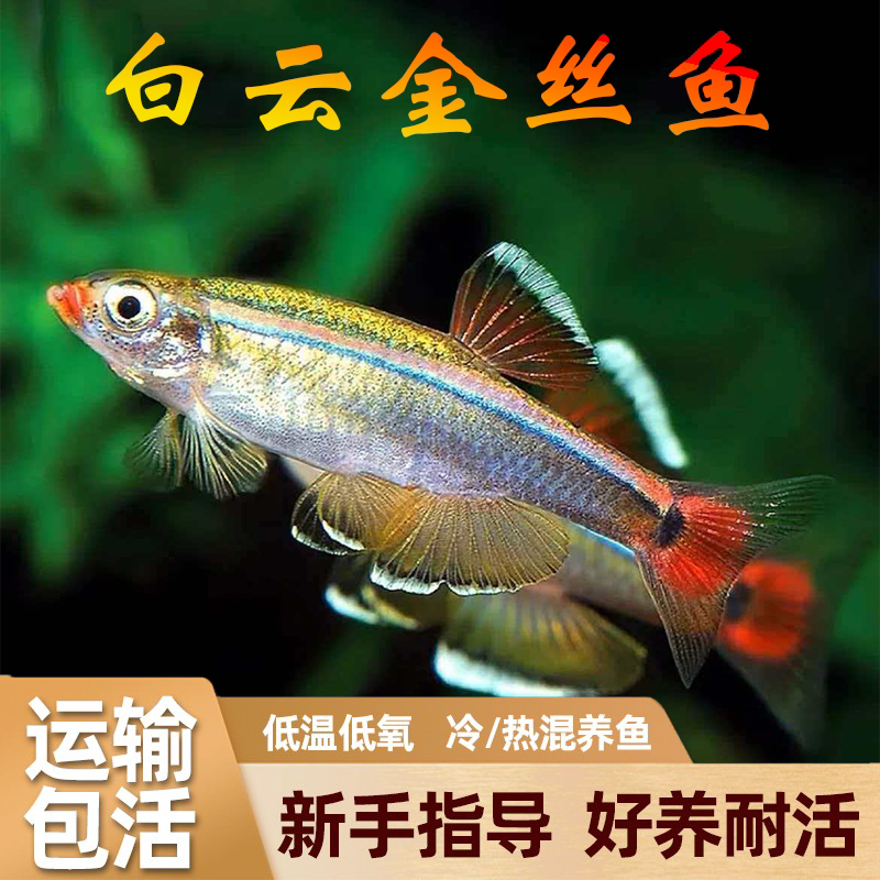 白云金丝鱼冷水观赏鱼不加温不打氧好养耐活淡水自来水原生小鱼