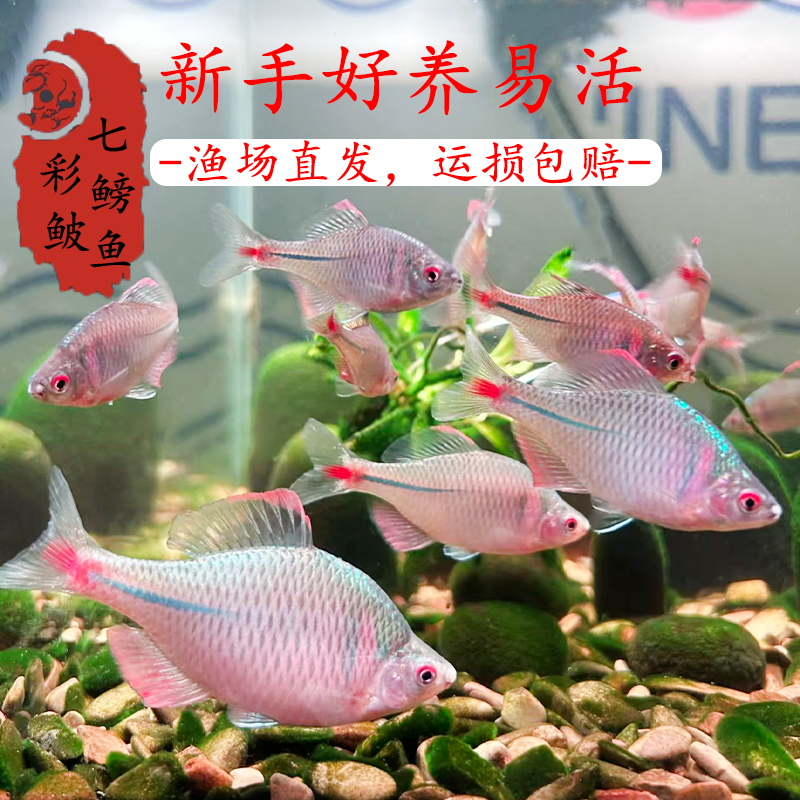 精品七彩鳑鲏鱼好养耐活冷水