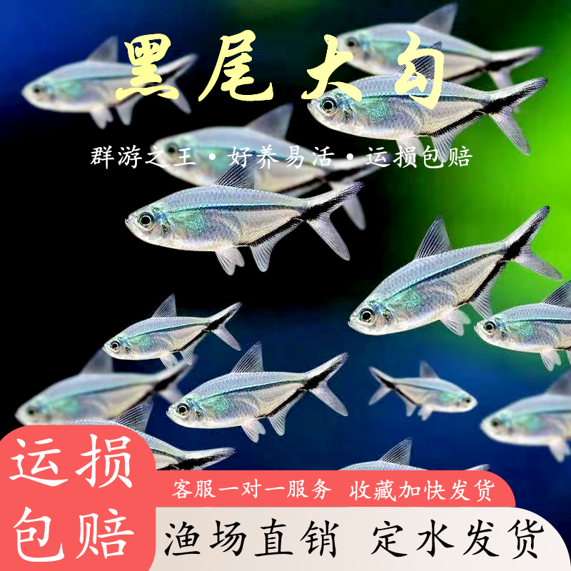 精品黑尾大勾鱼活体淡水观赏鱼四季可养包邮运输包活亚热带小鱼苗