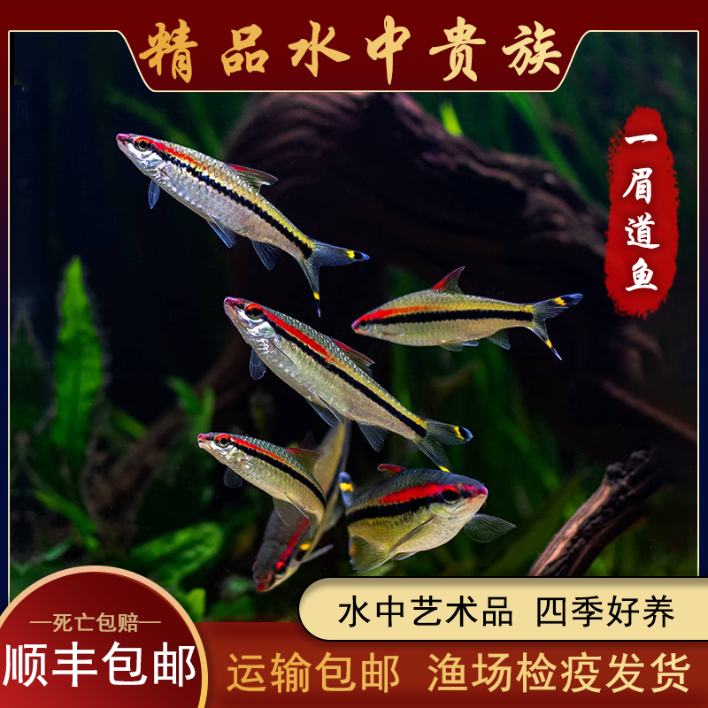 一眉道人鱼草缸群游鱼