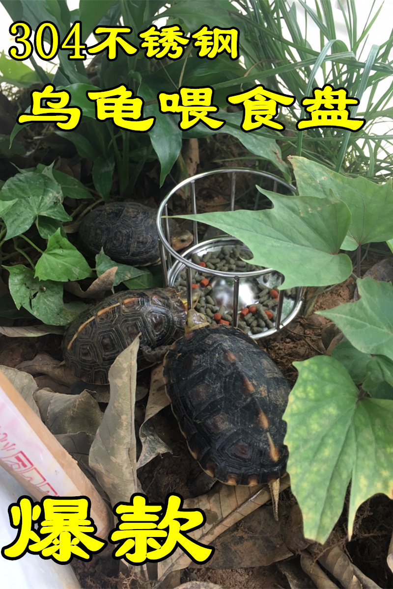 乌龟喂食器食盘大号陆龟半水龟安缘台缘小号大型迷你喂水爬宠食台