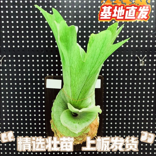 女王鹿角蕨上板发货精选优苗四季