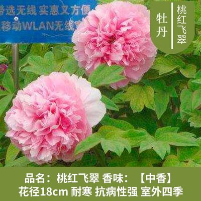 。多肉迷小花养肉肉花盆新款中式花盘容器家用客厅植物陶瓷盆盆子