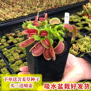 吃蚊子的植物价格 吃蚊子的植物图片 星期三