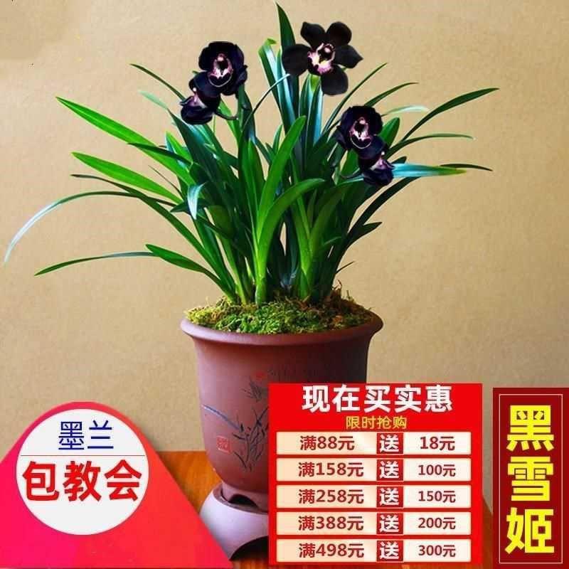 稀有兰花品种 名贵o稀有兰花 墨兰矮种盆栽植物室内四