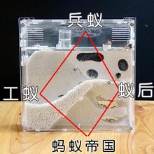 蚂蚁工坊 生态沙巢试管巢部落沙堡搬家工房农场蚁巢宠物生态箱