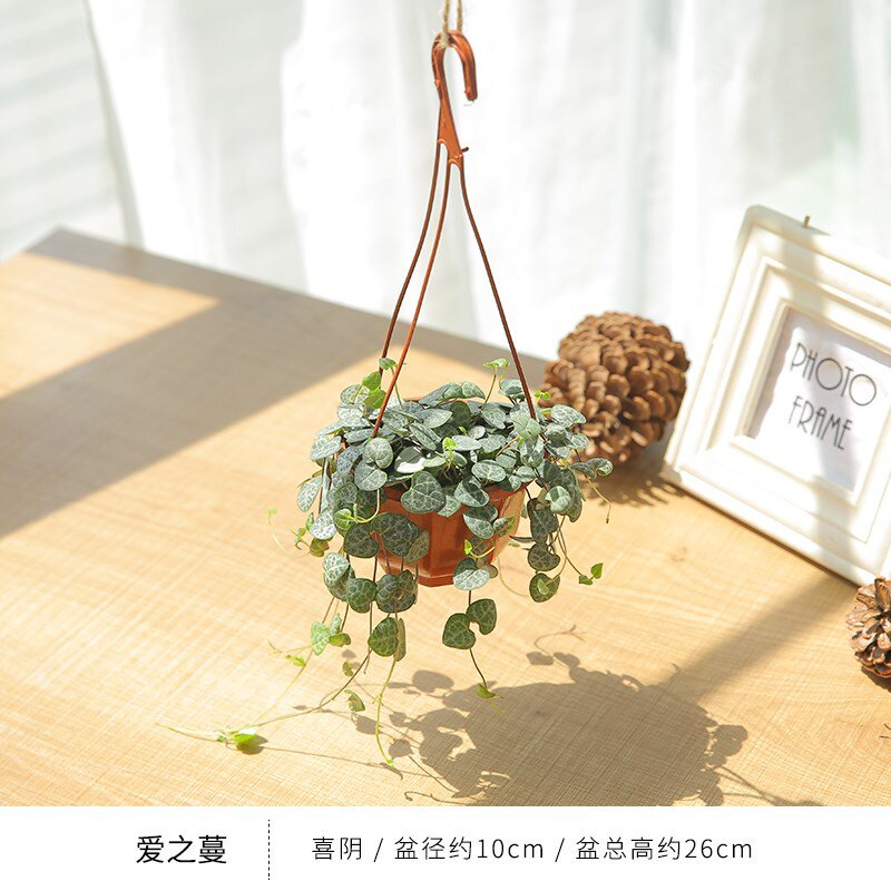 极速家庭园艺植物盆栽爱之蔓百万A心牵藤植物花叶络石植物千叶兰