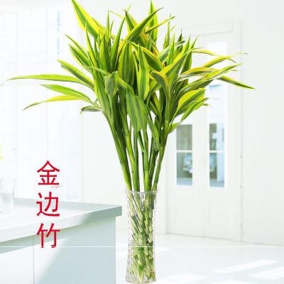 ins绿植 真适合家里养的家庭大型树绿组合盆景花卉植物栽植