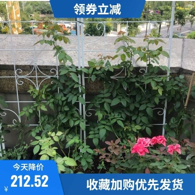 高2.2米月季花架铁线莲网格爬藤欧式固定攀爬铁艺靠蔷薇墙上