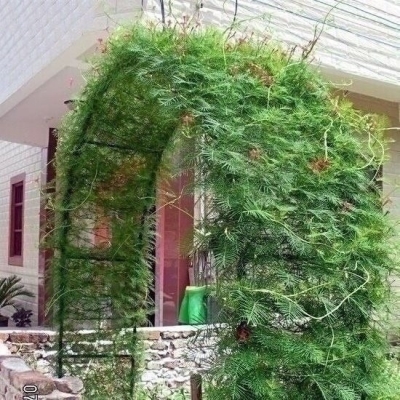 花房高低月季花架爬藤架凉亭花支柱种菜花架子遮阳棚盆景架婚庆