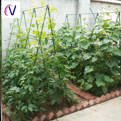 蔬菜植物搭架的方式,菜架怎么搭,四季豆搭架子技巧图片_大山谷图库