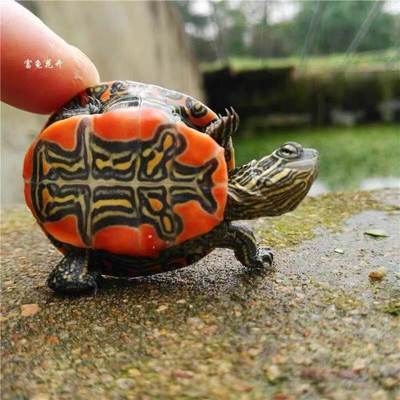 西锦龟红腹锦龟水龟淡水深水龟深水吃粪龟深水龟鱼缸混养清洁.