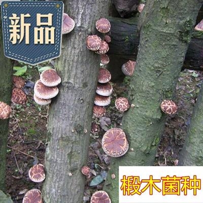 香菇菌种栽培种一级种二级66种三级种椴木头菌种母种试管