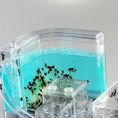 爬虫虫蚁城堡生态蚁巢城堡家园蚁后窝实用工坊六一别墅研究探索