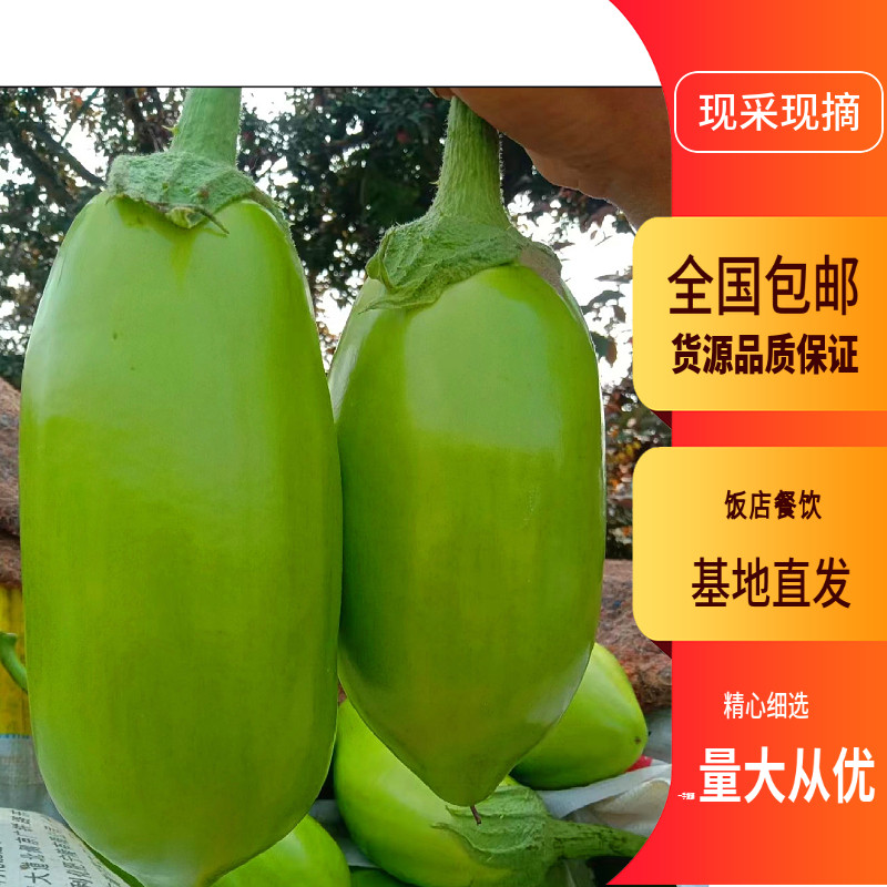 湖南本地新鲜现摘大绿茄子青茄子农家自种饭店餐饮批发3斤5斤包邮