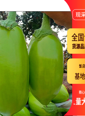 湖南本地新鲜现摘大绿茄子青茄子农家自种饭店餐饮批发3斤5斤包邮