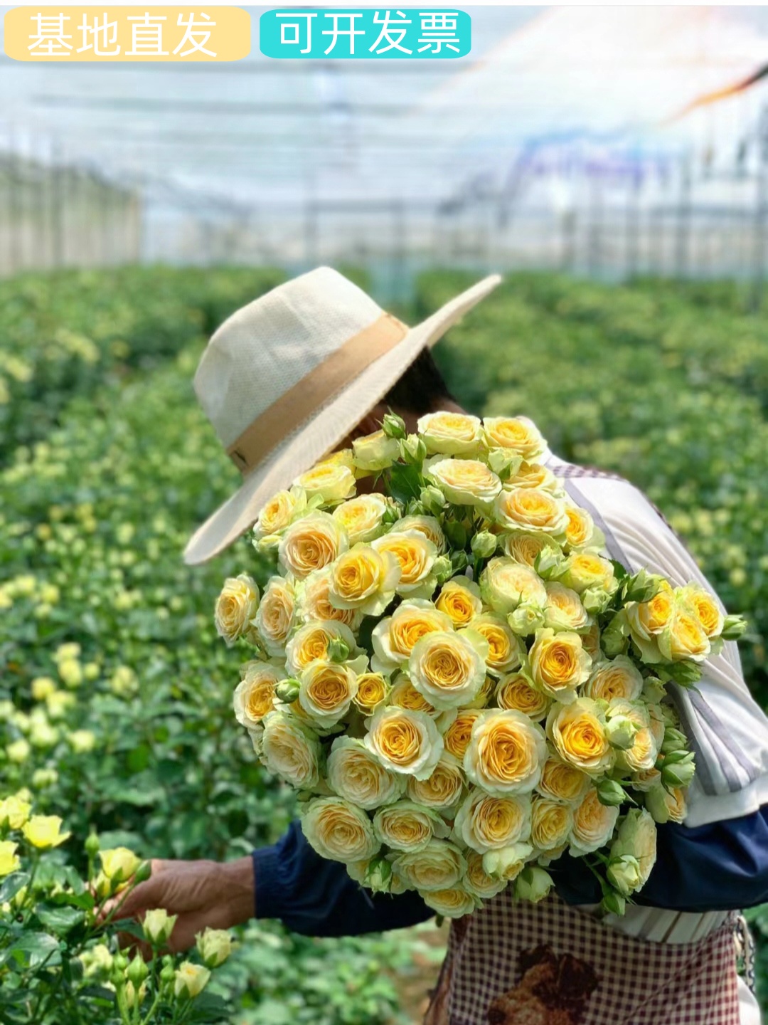 玫瑰花鲜花多头水养云南昆明直发花束插花搭配室内水养真花泡泡