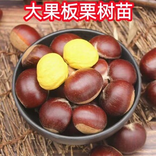 正宗板栗苗 大红袍板栗苗 嫁接裸根苗