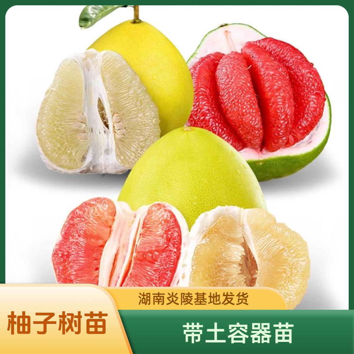 品种对版柚子带土容器苗