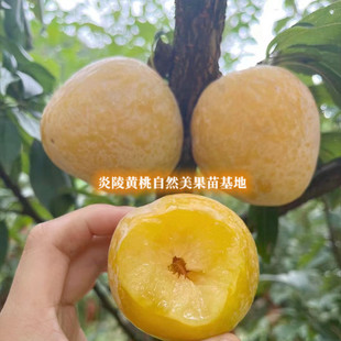 黄金奈李苗 柰李苗 李子树苗7-8月成熟果树苗庭院裸根包邮