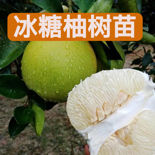 冰糖柚树苗 安江雪峰柚井岗蜜柚 白肉柚苗苦柚 药柚