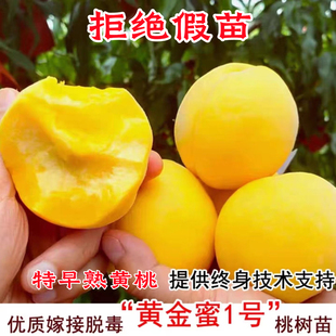 早熟黄桃苗 黄金蜜1号 阳历5-6月熟