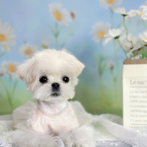 上海cku犬舍马尔济斯犬纯种幼犬