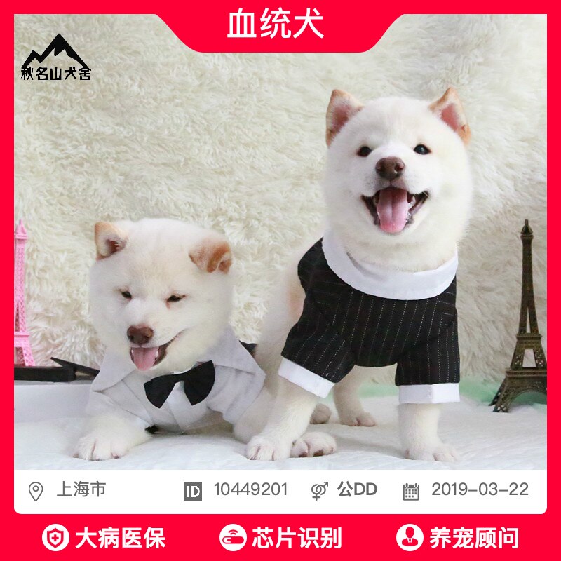 秋名山犬舍 柴犬幼犬纯种小柴犬幼崽柴犬活体黑柴犬豆柴幼犬