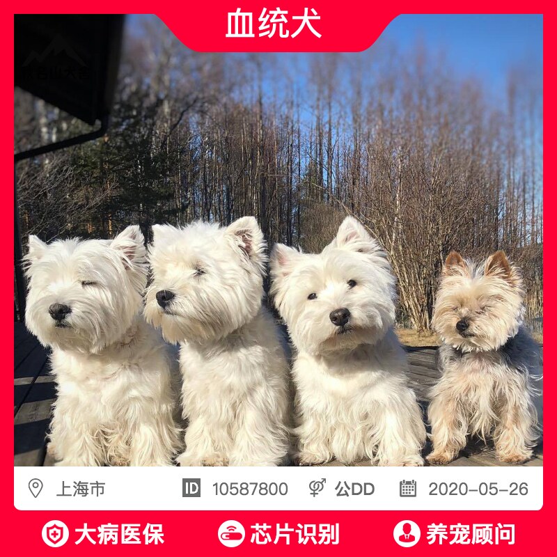 West Highland Puppies West Highland Puppies Thoroughbred West Highland West Highland Terrier Mountains Kennelin the Pet/Pet food and supplies , Dogs  category - from Buy2taobao.com to provide professional Taobao agent buy service