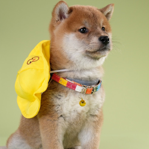 柴犬幼犬纯种活体宠物狗血统黑白