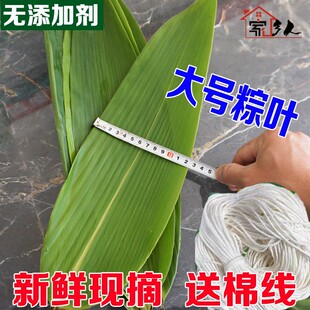 2026粽叶新鲜江西现摘新鲜大粽叶纯天然野生粽子叶箬叶大号包粽子