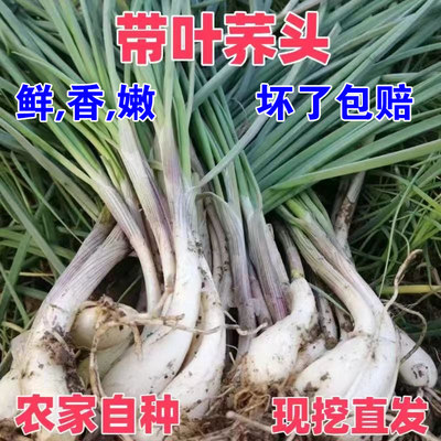 荞头新鲜带叶荞头现挖江西大个藠头农家自种现发带叶荞头茭头叫头